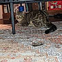 Dash joined the competition — help win amazing prizes! cat, tabby_cat, toy_mouse, rug, patterned_rug, indoor, table, furniture, pet, animal, whiskers, crouching, alert, eyes_glowing, playful, domestic, floor, carpet, home, curiosity