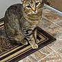 Dash joined the competition — help win amazing prizes! cat, tabby_cat, pet, animal, indoor, floor, doormat, tile, curious, sitting, feline, whiskers, ears, closeup, domestic_cat, striped, four_legs, alert, looking_up, fur