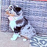 Harper joined the competition — help win amazing prizes! puppy, dog, pet, animal, collar, spotted_coat, side_view, sitting, concrete_floor, woven_chair, outdoor, patterned_rug, curious, cute, small, furry, domestic_animal, young, companion, adorable