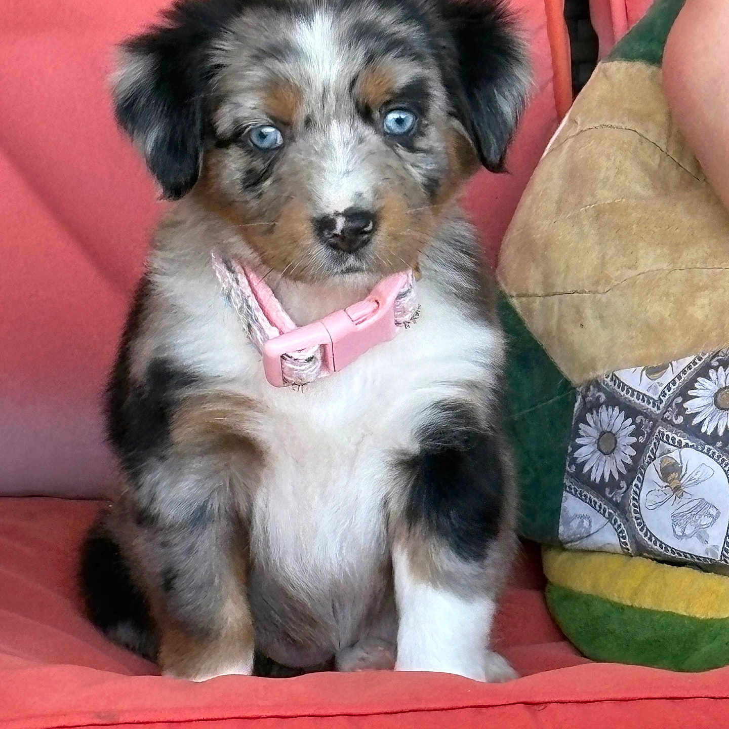 Harper