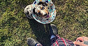 Harper joined the competition — help win amazing prizes! dog, cone_collar, grass, outdoor, person, plaid_pants, black_shoes, tattoo, looking_up, sunlight, happy, pet, canine, colorful, playful, casual, standing, daylight, animal, companion