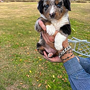 Harper is registered to the contest to win money with this photo: puppy, dog, blue_eyes, tricolor, fur, cute, pet, animal, outdoor, grass, leaves, hand, tattoo, bracelet, denim, holding, nature, young, portrait, small