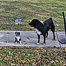 Harper joined the competition — help win amazing prizes! dog, puppy, sidewalk, grass, skateboard, autumn, leaves, outdoor, pet, black_dog, small_dog, playing, nature, fall, animal, cute, young_dog, companion, canine, park