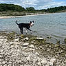 Bronco is registered to the contest to win money with this photo: dog, water, lake, rocks, shore, outdoor, nature, cloudy_sky, trees, black_dog, white_dog, collar, pet, canine, landscape, animal, curious, playful, paw_in_water, daytime