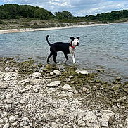 Bronco is registered to the contest to win money with this photo: dog, water, rocks, shore, outdoor, nature, sky, clouds, black_and_white, animal, pet, collar, landscape, lake, playful, summer, daytime, canine, curious, adventure