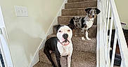 Bronco joined the competition — help win amazing prizes! dog, stairs, carpet, indoor, pet, animal, white_wall, railing, curious, brown, black, white, two_dogs, looking, step, house, domestic, companion, fur, collar