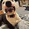 Bronco is registered to the contest to win money with this photo: dog, pet, closeup, smile, teeth, blanket, indoor, collar, fur, canine, lying_down, bedroom, cozy, playful, animal, cute, expression, tongue, ears, relaxed