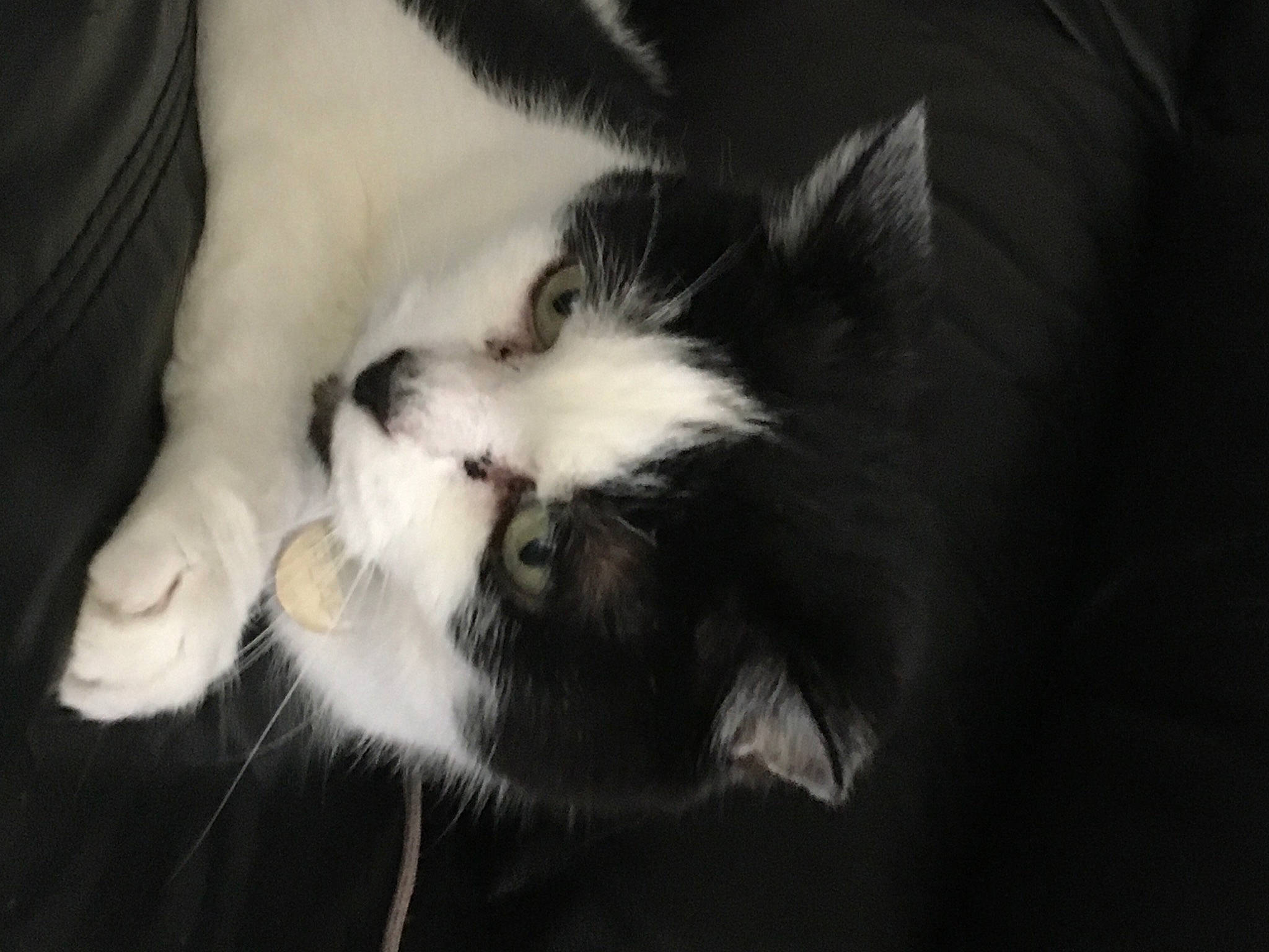 Briska a rejoint le concours — aidez-le/la à gagner de superbes lots ! carnivore, cat, claw, comfort, darkness, domestic_short_haired_cat, felidae, fur, gesture, monochrome, monochrome_photography, paw, small_to_medium_sized_cats, snout, tail, terrestrial_animal, whiskers