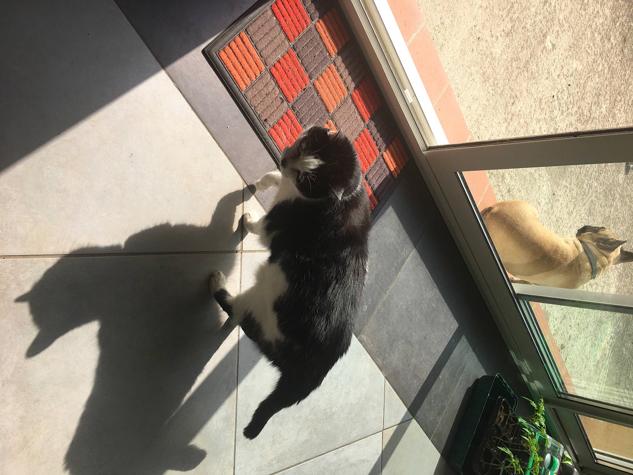 Briska a rejoint le concours — aidez-le/la à gagner de superbes lots ! canidae, carnivore, felidae, flooring, fur, glass, line, mammal, metal, primate, room, shade, shadow, small_to_medium_sized_cats, sporting_group, tail, terrestrial_animal, tints_and_shades, window, wood