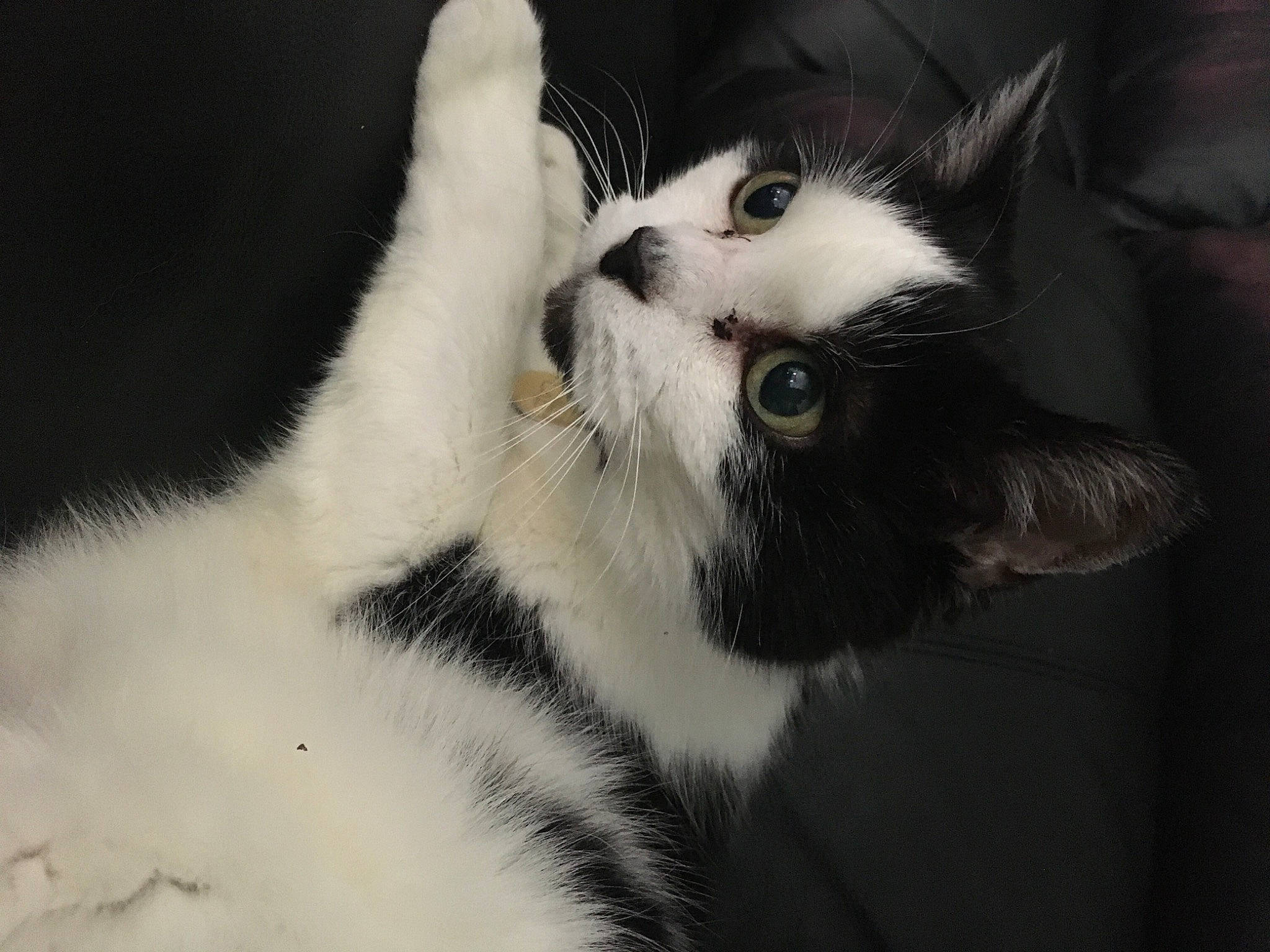 Briska participe au concours pour gagner de l'argent avec cette photo : carnivore, cat, claw, domestic_short_haired_cat, felidae, fur, monochrome_photography, paw, plant, small_to_medium_sized_cats, snout, tail, terrestrial_animal, tree, whiskers