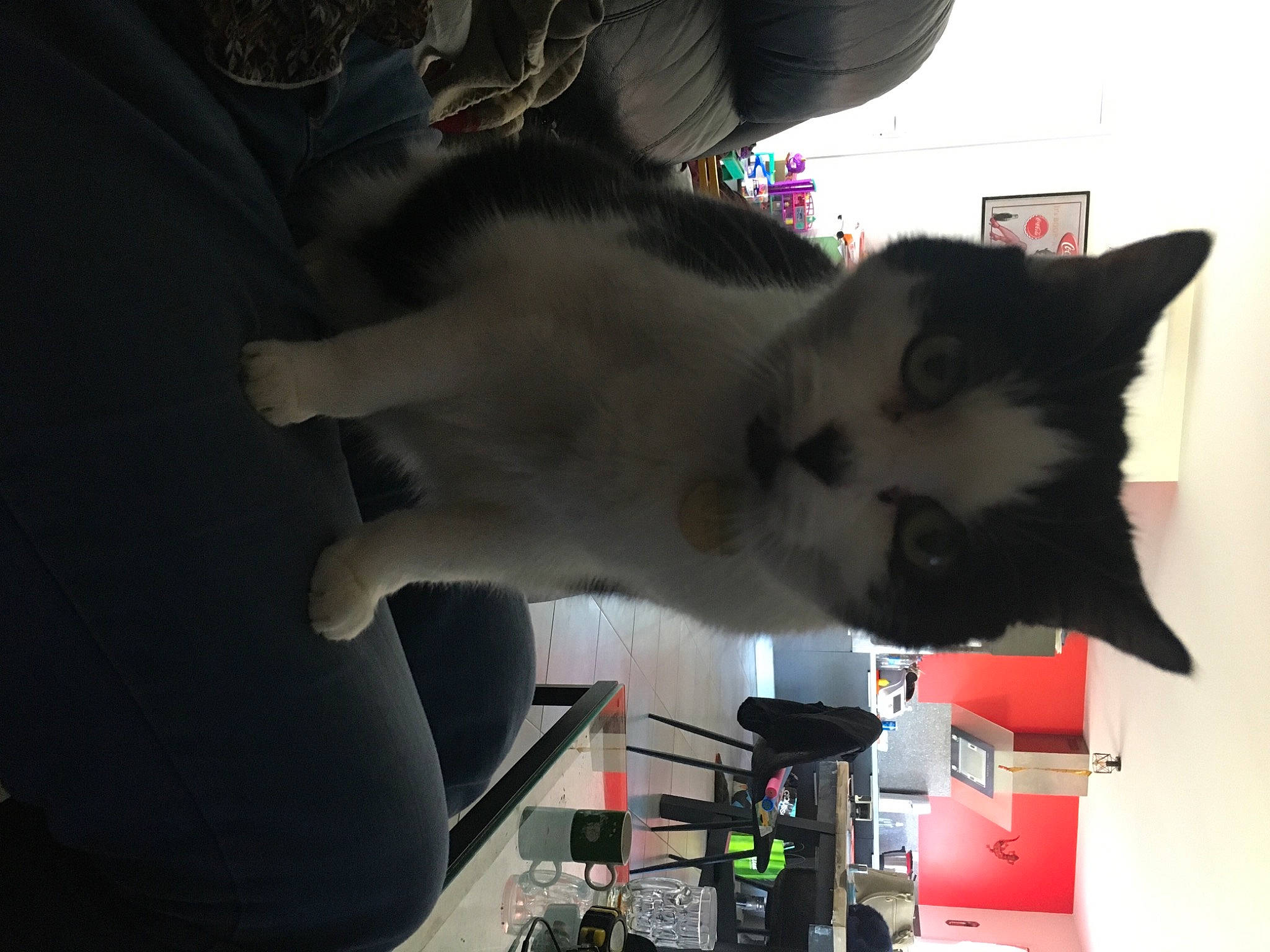 Briska a rejoint le concours — aidez-le/la à gagner de superbes lots ! audio_equipment, box, carmine, carnivore, cat, domestic_short_haired_cat, felidae, fur, machine, paw, room, small_to_medium_sized_cats, tail, whiskers