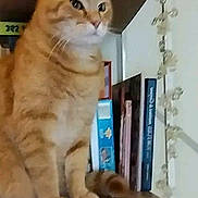 Simba participe au concours pour gagner de l'argent avec cette photo : abyssinian, angora, animal, book, bookcase, cat, closet, cupboard, furniture, hardwood, indoors, kitten, library, manx, pet, plywood, publication, shelf, stainedwood, wood