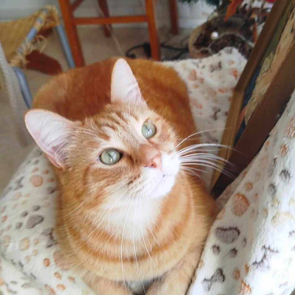 Simba a rejoint le concours — aidez-le/la à gagner de superbes lots ! animal, architecture, building, cat, chair, cushion, diningroom, diningtable, face, furniture, head, homedecor, kitten, person, pet, photography, plant, portrait, pottedplant, table