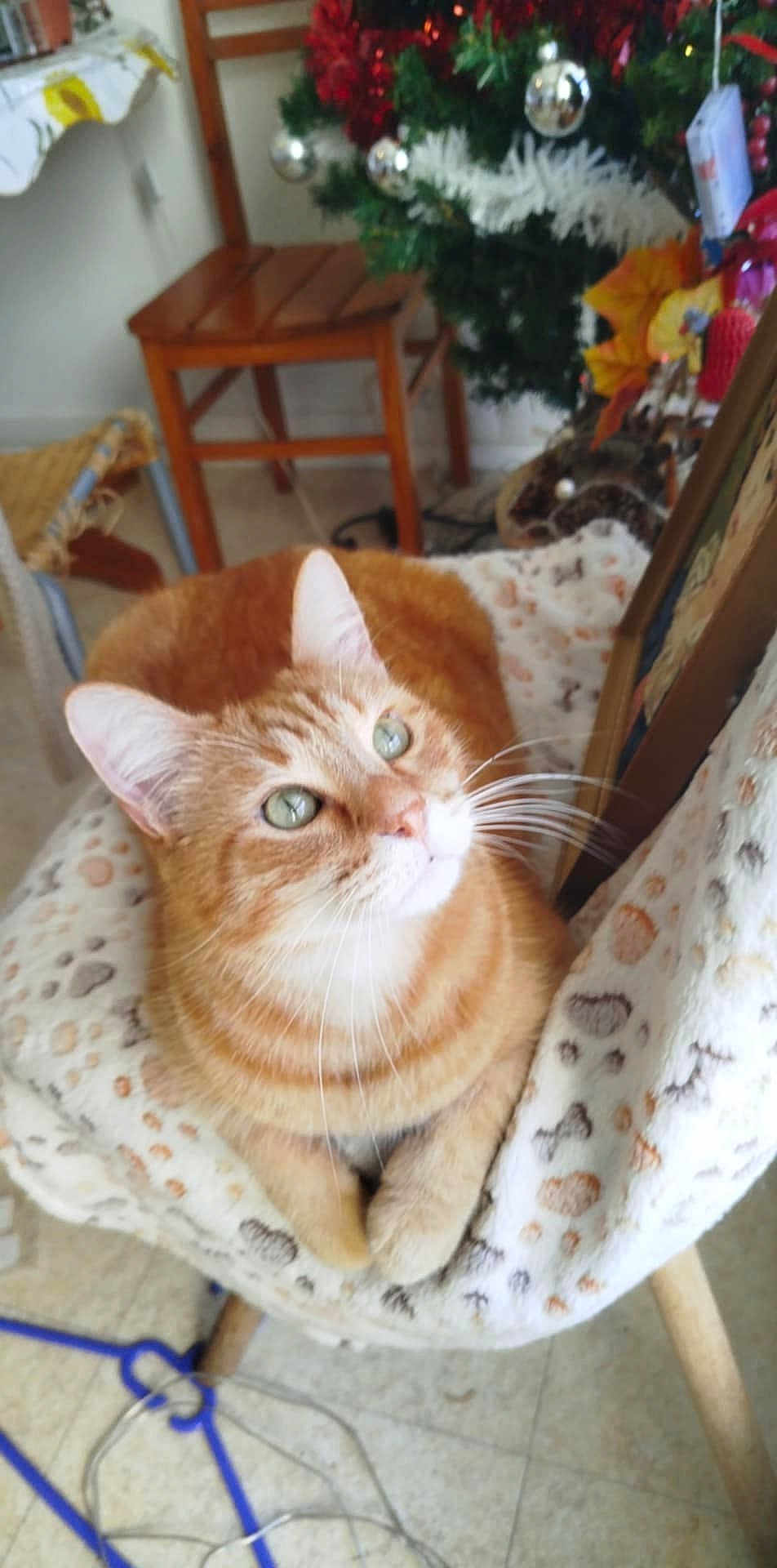 Simba a rejoint le concours — aidez-le/la à gagner de superbes lots ! animal, architecture, building, cat, chair, cushion, diningroom, diningtable, face, furniture, head, homedecor, kitten, person, pet, photography, plant, portrait, pottedplant, table