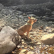 Alpha a rejoint le concours — aidez-le/la à gagner de superbes lots ! dog, rocky_riverbed, sunlight, nature, outdoor, water, stream, rocks, pet, collar, sitting, serene, calm, sunny, daytime, canine, animal, relaxing, peaceful, landscape