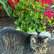 Cosmo is registered to the contest to win money with this photo: cat, tabby_cat, flower_bed, red_flowers, green_leaves, brick_path, outdoor, nature, pet, animal, feline, resting, closeup, garden, summer, daylight, peaceful, leafy, colorful, plant