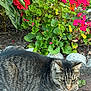 cat, tabby_cat, flower_bed, red_flowers, green_leaves, brick_path, outdoor, nature, pet, animal, feline, resting, closeup, garden, summer, daylight, peaceful, leafy, colorful, plant