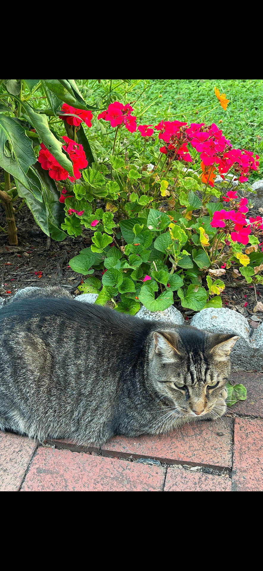 Cosmo