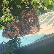 Kikka a rejoint le concours — aidez-le/la à gagner de superbes lots ! dog, outdoor, sunlight, plant, leaf, cushion, greenery, pet, relaxing, fluffy, brown_dog, garden, nature, sunny, animal, potted_plant, leafy, resting, cozy, daylight