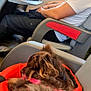 Kikka participe au concours pour gagner de l'argent avec cette photo : dog, train, seat, window, person, glasses, water_bottle, phone, tray_table, orange_bed, brown_dog, casual_clothing, armrest, transport, resting, indoor, travel, relaxing, side_profile, seated