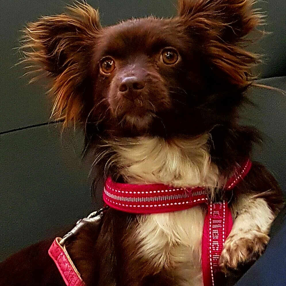 Kikka a rejoint le concours — aidez-le/la à gagner de superbes lots ! alert, animal, brown, canine, closeup, companion, cute, dog, domestic, ears, fluffy, fur, harness, indoor, looking_away, pet, portrait, red, sitting, white
