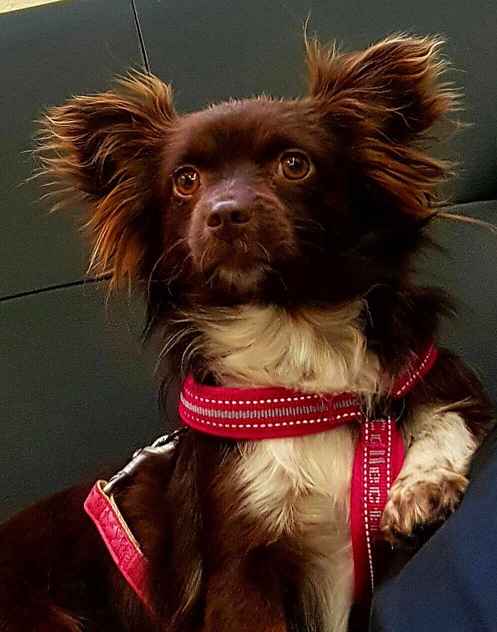 Kikka a rejoint le concours — aidez-le/la à gagner de superbes lots ! dog, brown, white, fluffy, ears, harness, red, pet, canine, animal, closeup, portrait, indoor, looking_away, fur, cute, alert, sitting, companion, domestic