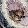 kitten, sleeping, pet_bed, fluffy, cozy, fur, animal, tabby, cute, resting, indoor, soft, small, cute_pet, domestic_cat, nap, feline, paws, bed, comfort