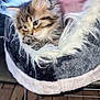 kitten, cat, pet, furry, cozy, bed, furniture, indoor, animal, fluffy, cute, resting, soft, small, tabby, wooden_floor, comfort, domestic, sleeping_area, household