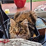 basket, blanket, cat, closeup, cozy, curious, domestic, eyes, fur, home, indoor, pet, plant_pot, portrait, red_pot, sitting, tabby_cat, table, whiskers, window