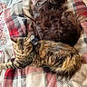 animal, blanket, brown_dog, cat, closeup, companion, cozy, cute, dog, floor, fur, furry, indoor, napping, patterned_blanket, pet, relaxation, resting, sleeping, tabby_cat
