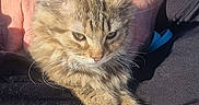 Mila a rejoint le concours — aidez-le/la à gagner de superbes lots ! cat, close_up, cozy, domestic_cat, fluffy, fur, hands, holding, human_hand, kitten, lap, outdoor, paws, pet, portrait, relaxed, smartwatch, sunlight, tabby_cat, whiskers