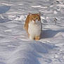 alone, animal, cat, cold, daylight, feline, frost, fur, mammal, nature, orange, outdoor, quiet, season, serene, snow, walking, white, wildlife, winter