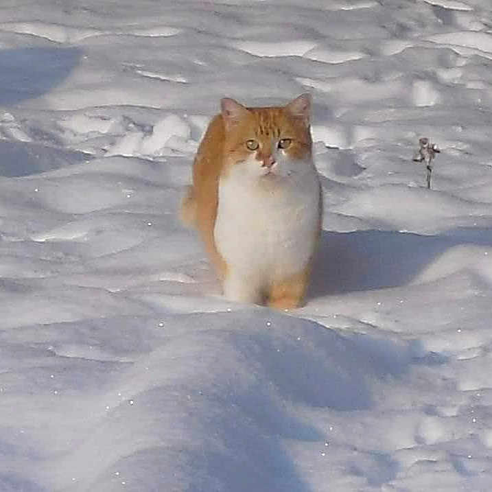 Boxy participe au concours pour gagner de l'argent avec cette photo : alone, animal, cat, cold, daylight, feline, frost, fur, mammal, nature, orange, outdoor, quiet, season, serene, snow, walking, white, wildlife, winter