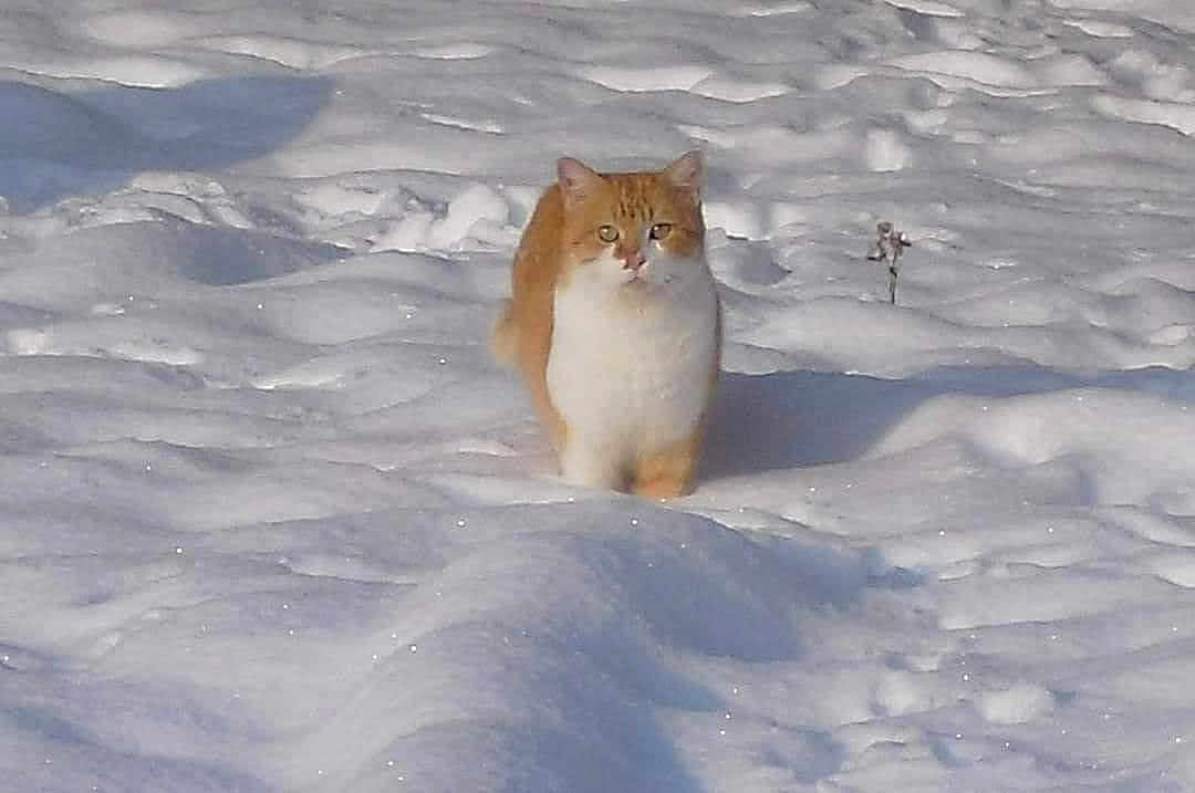 Boxy participe au concours pour gagner de l'argent avec cette photo : cat, snow, outdoor, animal, winter, feline, nature, white, orange, cold, fur, walking, daylight, wildlife, quiet, alone, serene, frost, season, mammal
