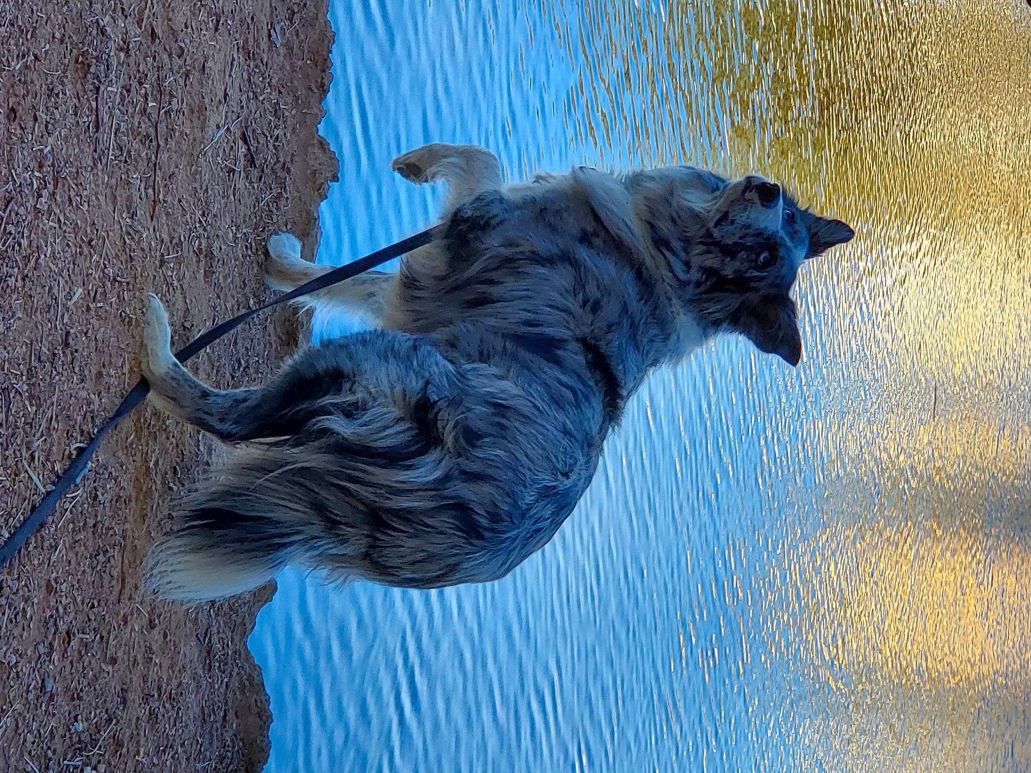 Athena is registered to the contest to win money with this photo: art, carnivore, cat, dog, dog_breed, felidae, fur, grey, lake, paw, reflection, shadow, small_to_medium_sized_cats, sporting_group, tail, tree, trunk, water, whiskers, wood