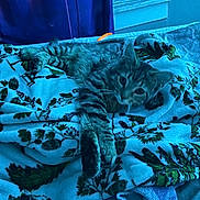 Ajax joined the competition — help win amazing prizes! cat, tabby, blanket, indoor, feline, resting, pattern, leaf, curious, cozy, fur, pet, window, fabric, relaxed, bed, blue_tone, animal, cute, soft