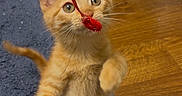 Harlan joined the competition — help win amazing prizes! kitten, orange_tabby, cat, pet, playing, toy, indoor, blue_rug, wooden_floor, curious, young, feline, whiskers, ears, paws, fur, domestic_animal, cute, animal, standing