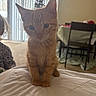 kitten, orange_tabby, cat, indoor, quilted_surface, furniture, dining_table, chair, window, curtains, carpet, pet, animal, young_cat, ears, whiskers, curious, cozy, home, soft_lighting