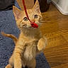 kitten, cat, orange_tabby, pet, indoor, blue_rug, toy, playful, curious, feline, whiskers, ears, paws, wooden_floor, domestic, young_animal, animal, cute, standing, front_legs
