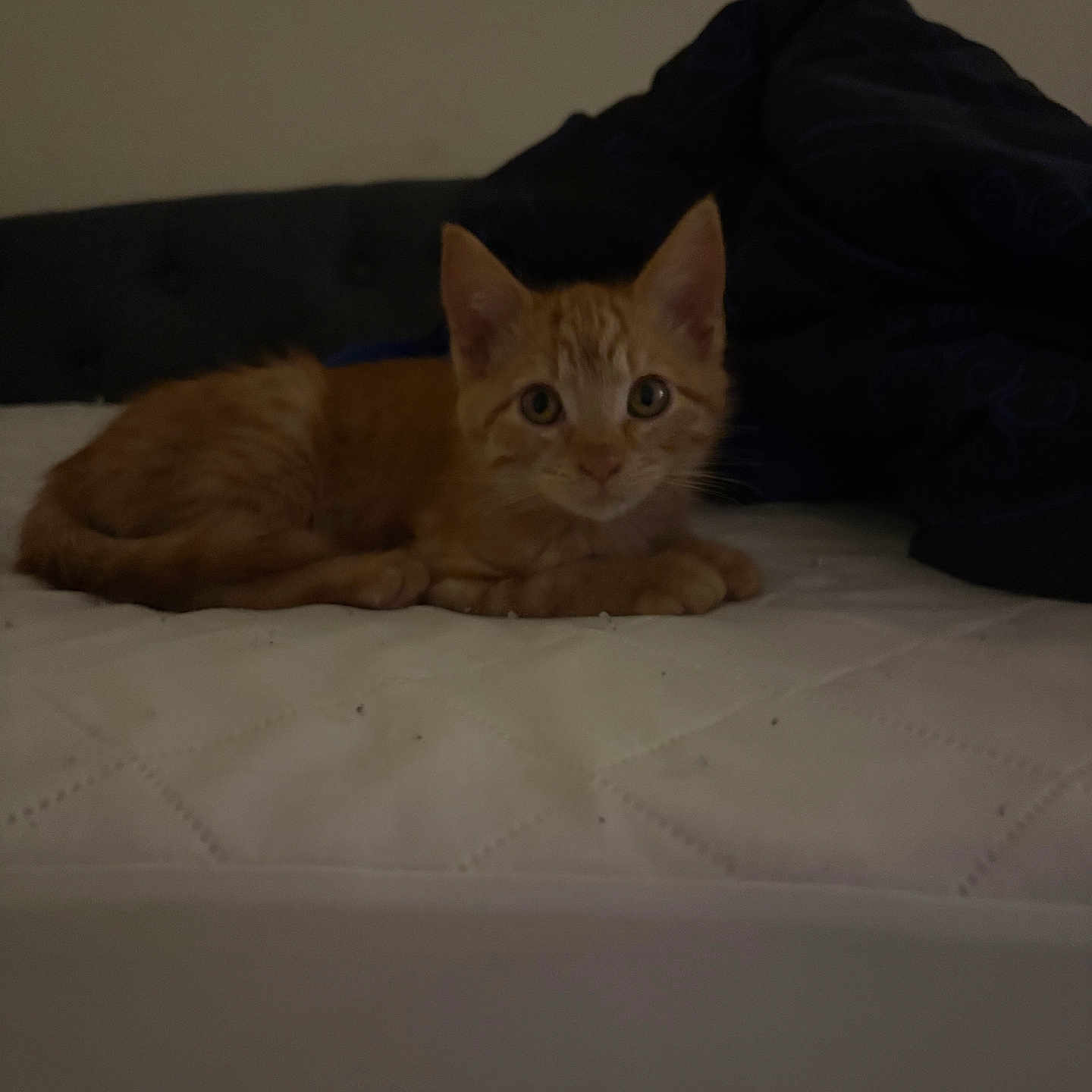 Harlan