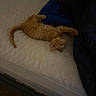 cat, kitten, orange_tabby, mattress, bed, blanket, indoor, stretching, playing, feline, pet, animal, fur, whiskers, paws, cute, young, resting, cozy, home
