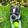 dog, boston_terrier, grass, tennis_ball, outdoor, pet, animal, playful, greenery, garden, nature, canine, fur, tongue, face, paws, summer, daylight, closeup, relaxing
