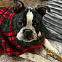 dog, boston_terrier, puppy, pet, sweater, red, green, plaid, blanket, toy, chew_toy, indoor, cozy, fur, ears, whiskers, paw, cute, animal, face
