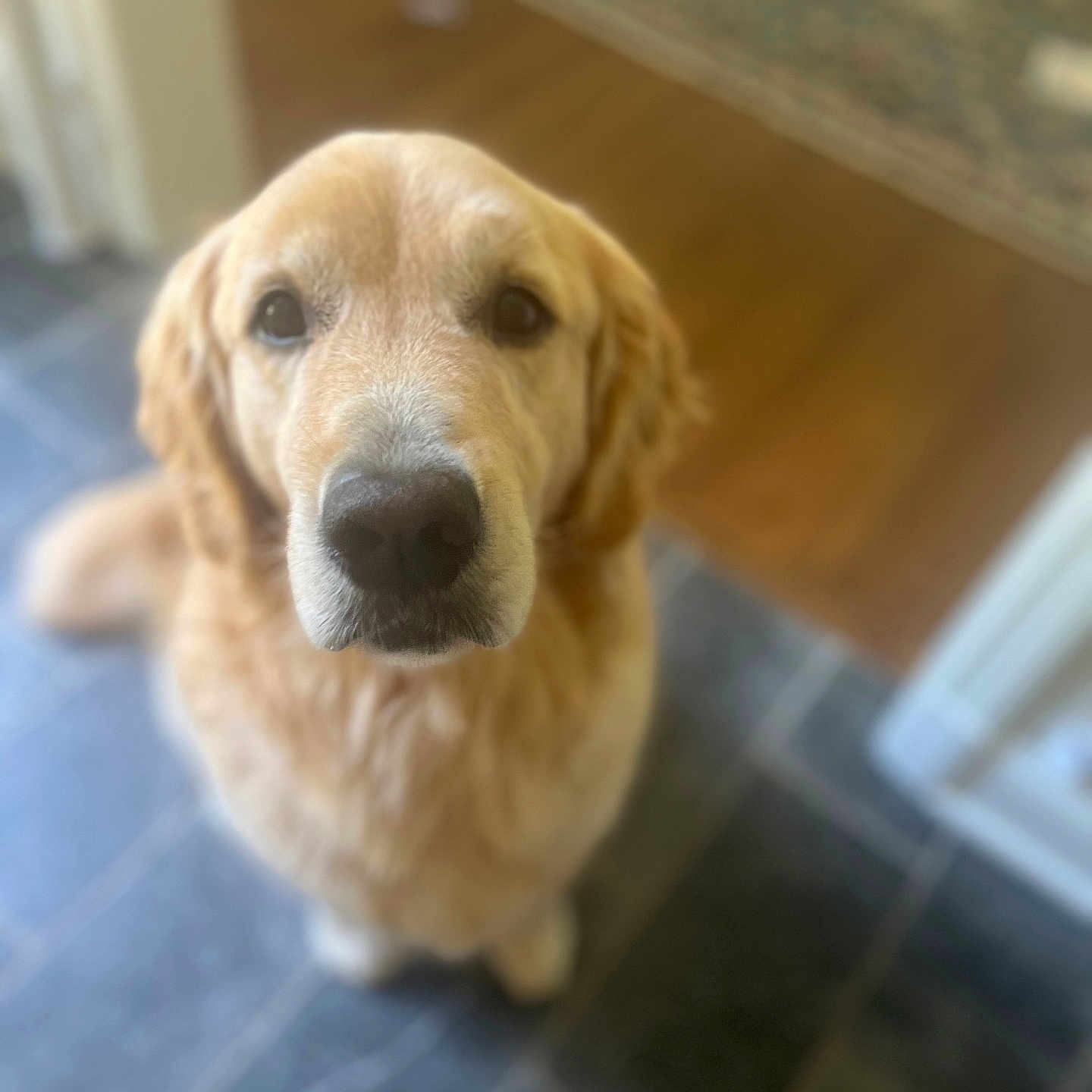 Penny