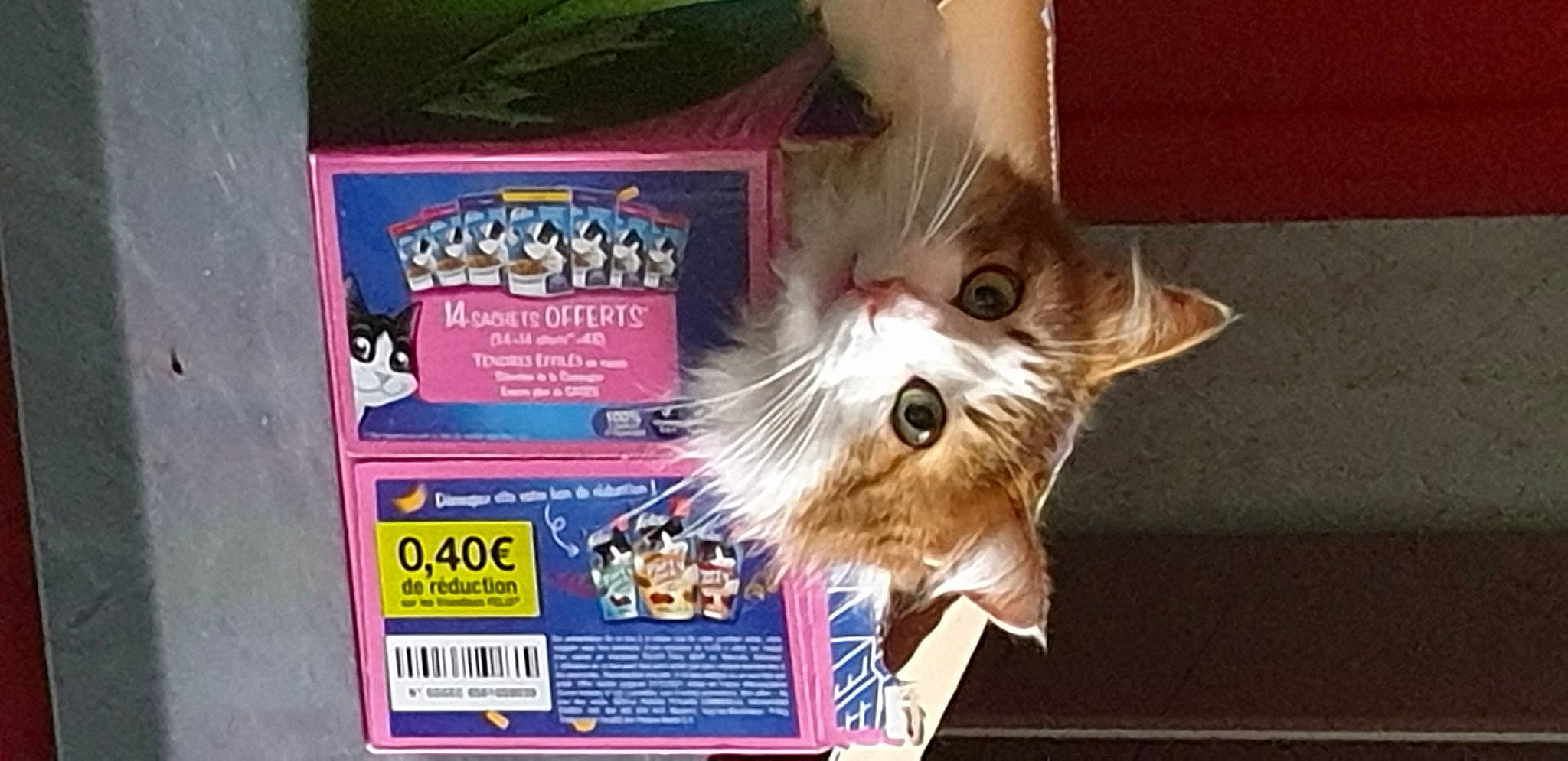 Chamallow participe au concours pour gagner de l'argent avec cette photo : box, carnivore, cat, cat_supply, domestic_short_haired_cat, fang, felidae, fur, musical_instrument, paw, pet_food, photo_caption, publication, small_to_medium_sized_cats, snout, whiskers