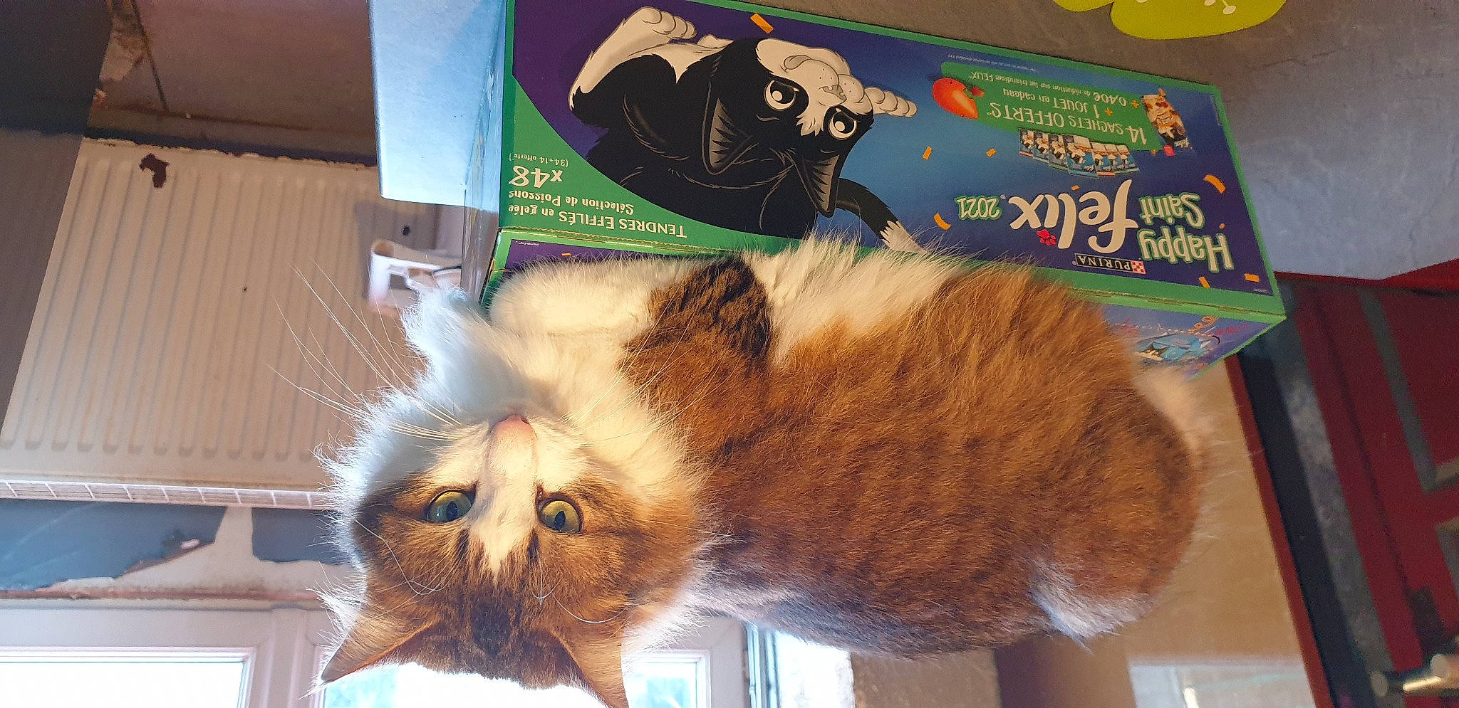 Chamallow participe au concours pour gagner de l'argent avec cette photo : box, carnivore, cat, claw, domestic_short_haired_cat, fawn, felidae, fur, logo, paw, publication, room, small_to_medium_sized_cats, snout, tail, whiskers, window