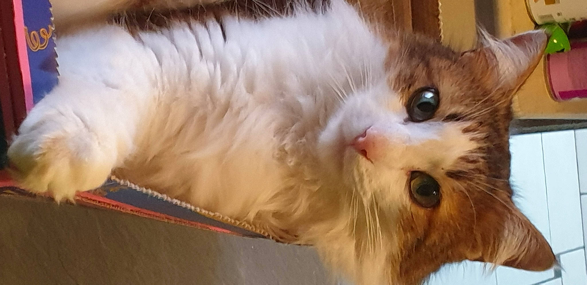 Chamallow a rejoint le concours — aidez-le/la à gagner de superbes lots ! carnivore, cat, claw, close_up, domestic_short_haired_cat, fawn, felidae, fur, paw, small_to_medium_sized_cats, snout, tail, terrestrial_animal, whiskers