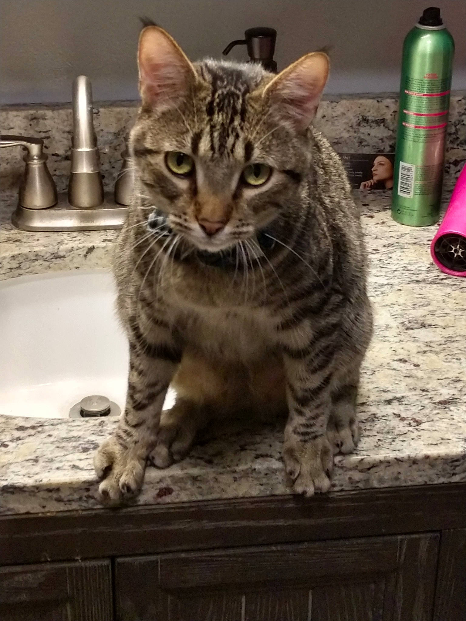 Leo is registered to the contest to win money with this photo: american_shorthair, asian, bengal, california_spangled, carnivore, cat, domestic_short_haired_cat, dragon_li, egyptian_mau, european_shorthair, felidae, mammal, ocicat, person, pixie_bob, small_to_medium_sized_cats, snout, tabby_cat, toyger, vertebrate