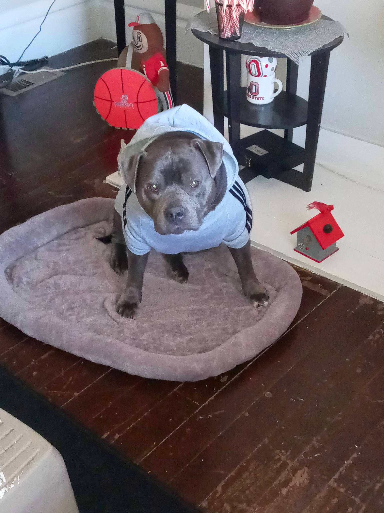 Loulou joined the competition — help win amazing prizes! art, auto_part, automotive_tire, automotive_wheel_system, carmine, circle, concrete, flooring, font, gas, hardwood, machine, metal, personal_protective_equipment, sculpture, table, toy, wood, working_animal