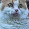 cat, fluffy, white, orange, green_eyes, tongue_out, pet, animal, cute, close_up, whiskers, feline, outdoor, nature, fur, portrait, expression, adorable, face, curious